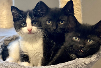 Domestic short-hair kittens