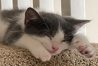 Domestic short-hair grey and white kitten