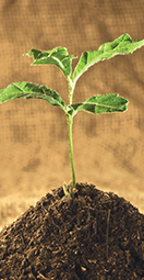 Homepage - Life stages