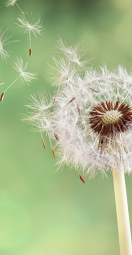 Homepage - Life stages